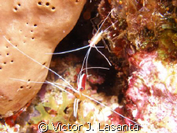 scarlet-striped cleaning-shrimp{lysmata grabhami} in wind... by Victor J. Lasanta 